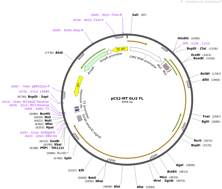 pCS2-MT GLI2质粒图谱